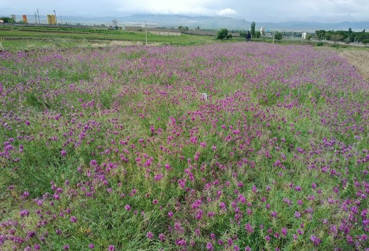 شناسایی جمعیت‌های برتر گون‌های علوفه‌ای؛ راهکاری برای احیای مراتع تخریب‌ شده