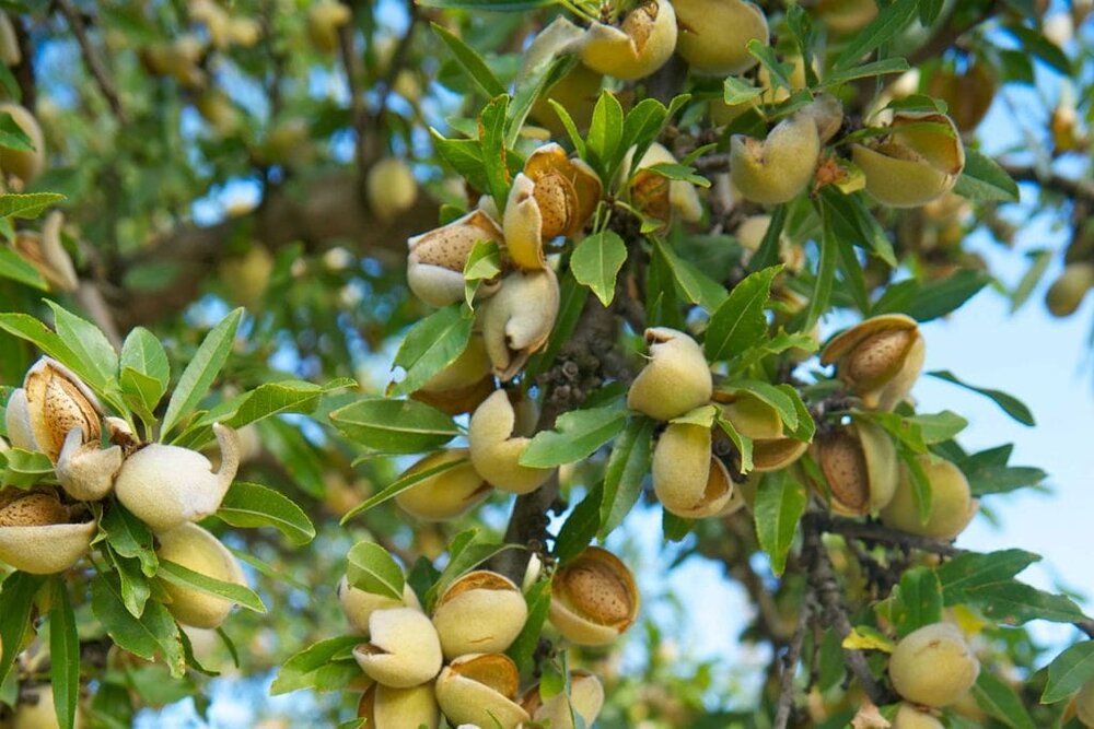 آغاز برداشت بادام در بهاباد