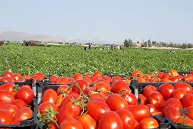 نظارت سختگیرانه بر روند بسته‌بندی و صادرات گوجه‌فرنگی در یزد