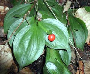 معرفی گل و گیاه >>>>>> كوله خاس: ruscus hypoglossum معرفی گل و گیاه >>>>>> كوله خاس: ruscus hypoglossum